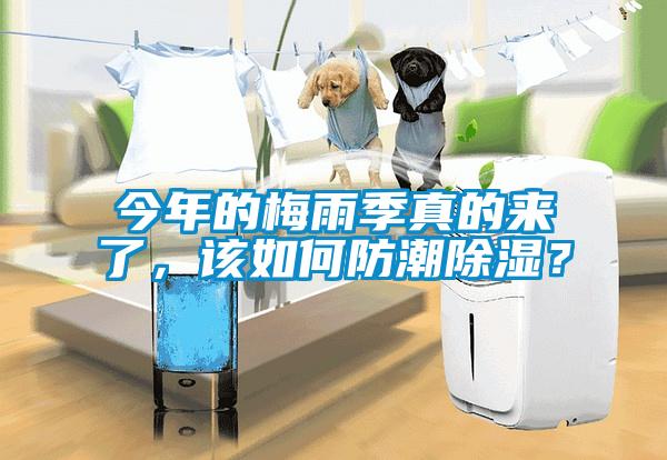 今年的梅雨季真的來了，該如何防潮除濕？
