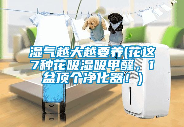 濕氣越大越要養(yǎng)(花這7種花吸濕吸甲醛,1盆頂個凈化器!)