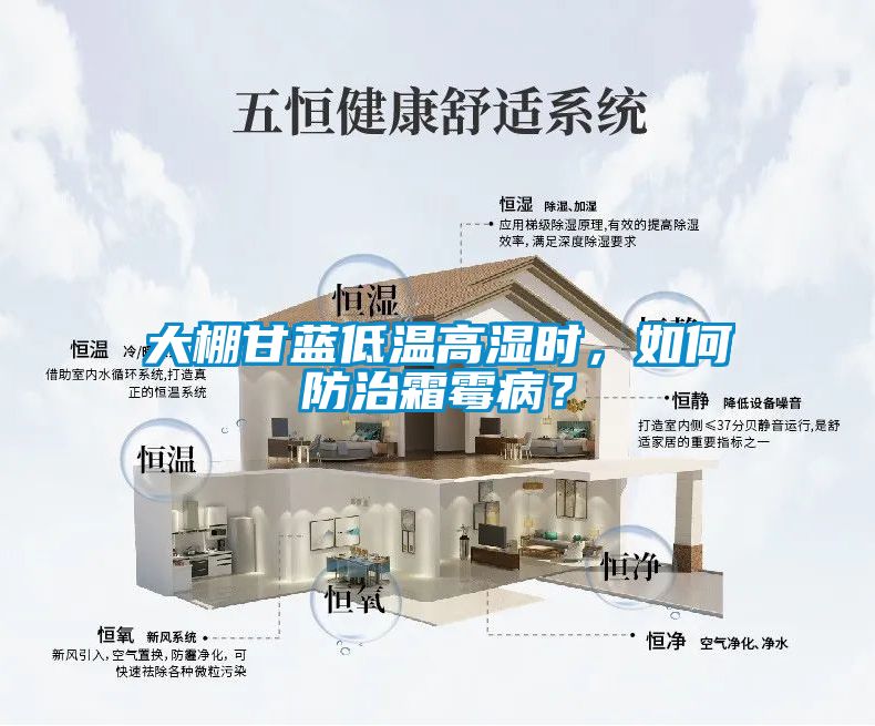 大棚甘藍低溫高濕時，如何防治霜霉病？